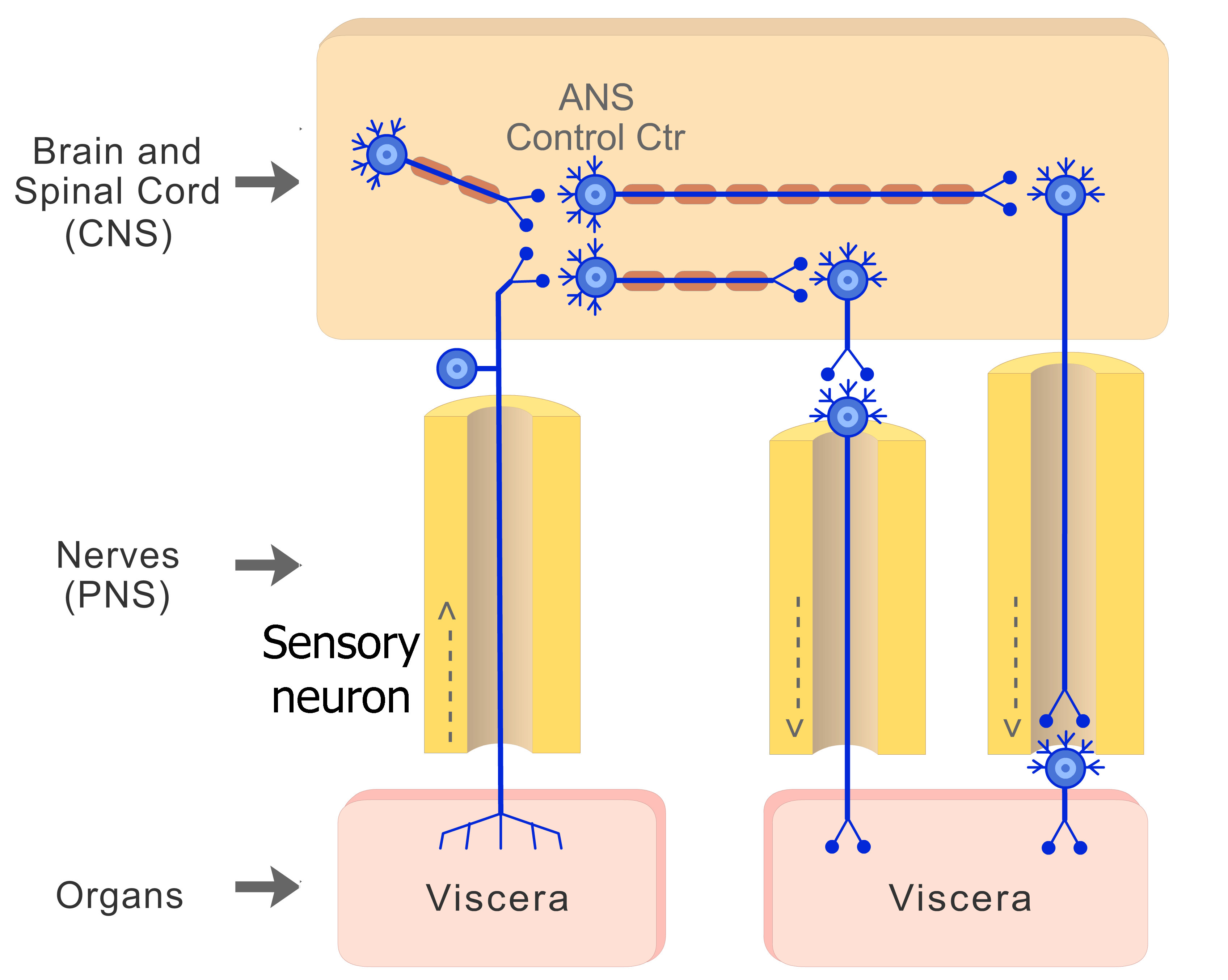 Organization of the Autonomic System