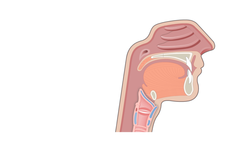 The Epiglottis of the Larynx