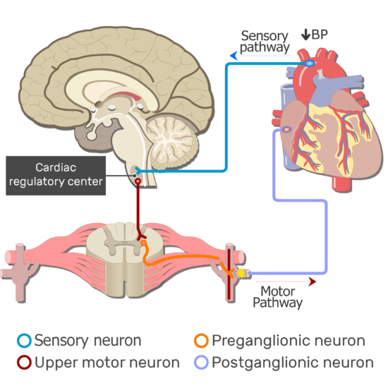 Sample Autonomic Nervous System Pathways
