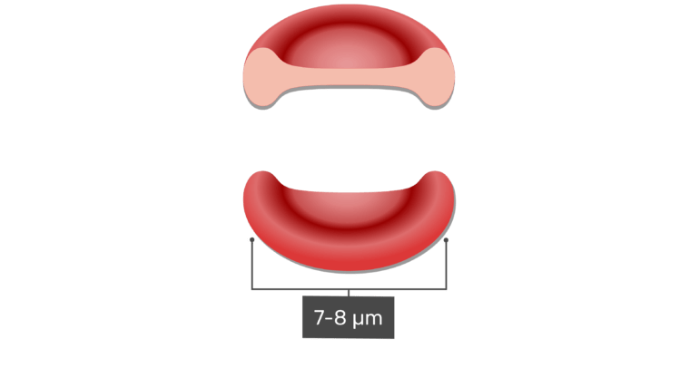 General Structure and Functions of Red Blood Cells