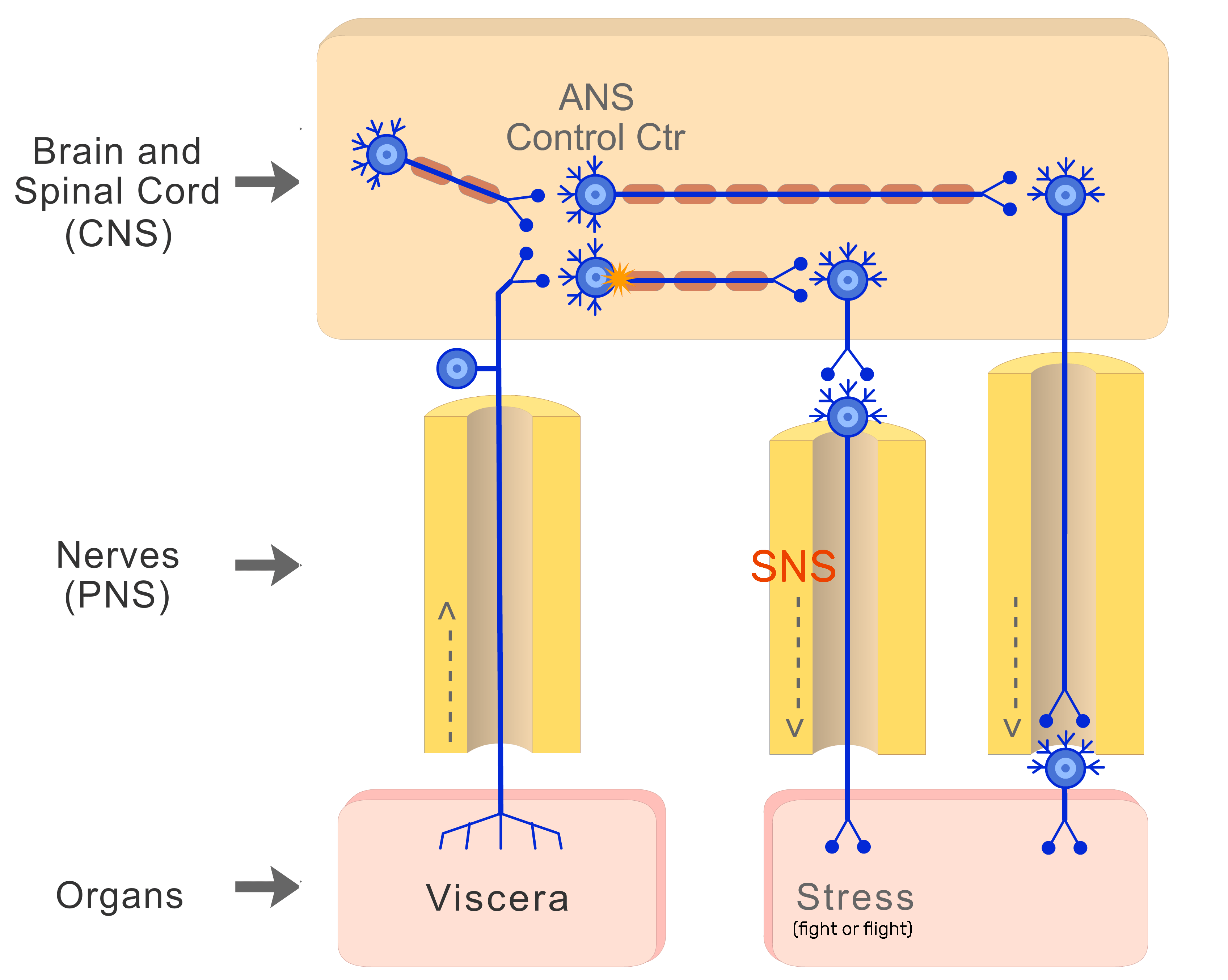 Organization of the Autonomic System