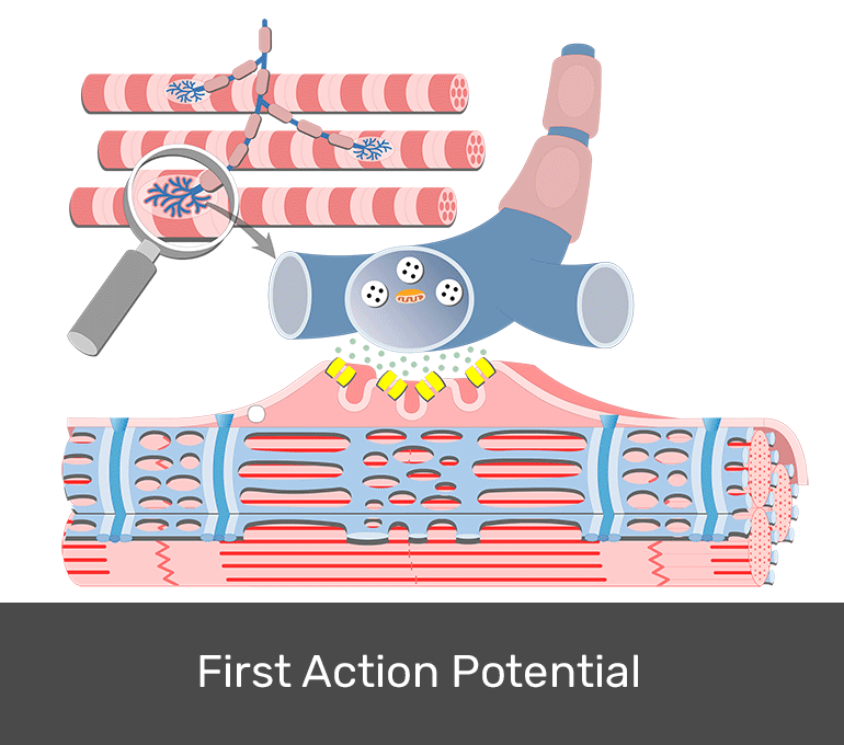 ExcitationContraction Coupling