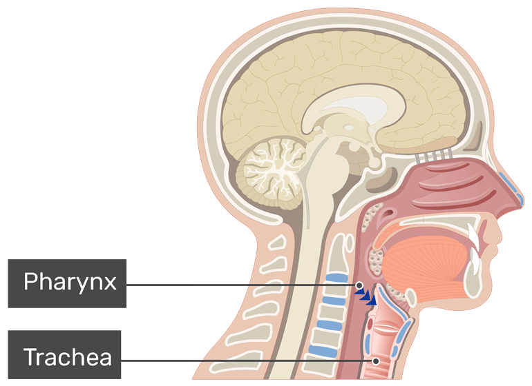 Larynx location, anatomy, function and diagram GetBodySmart