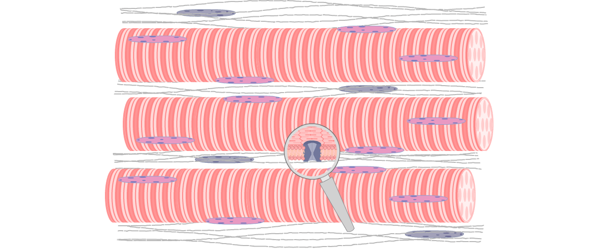 Muscle Fiber Definition Anatomy