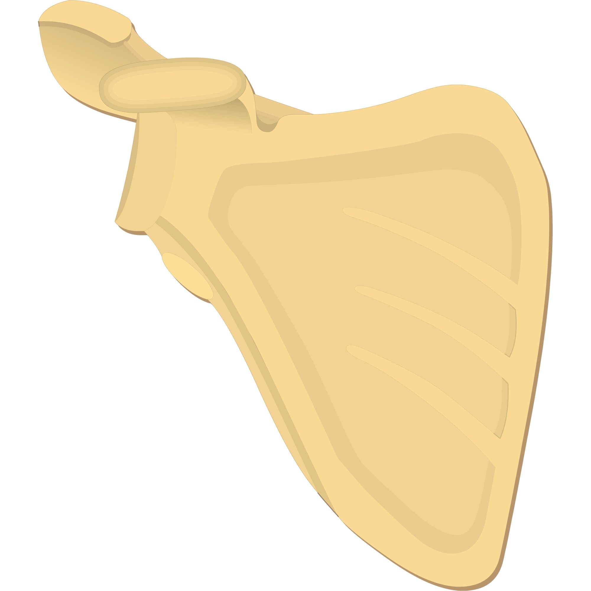 Scapula bone anatomy, structure and labeled diagram GetBodySmart