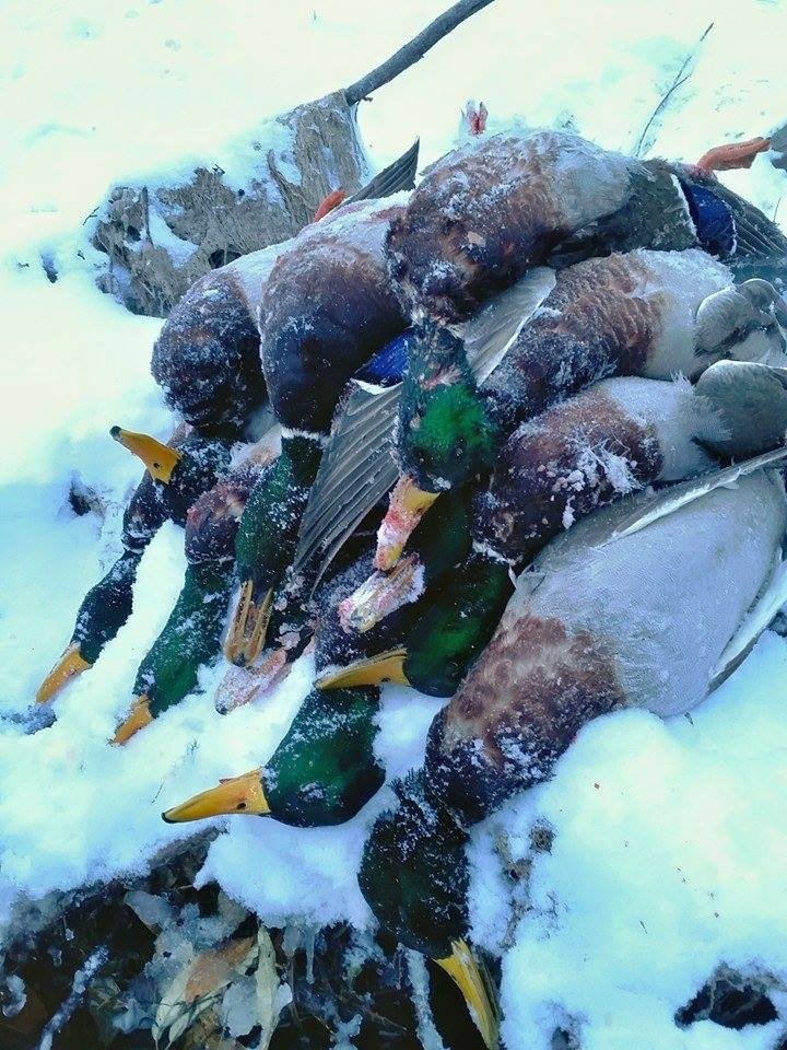 montan duck hunting_1575 Ramsey Russell's