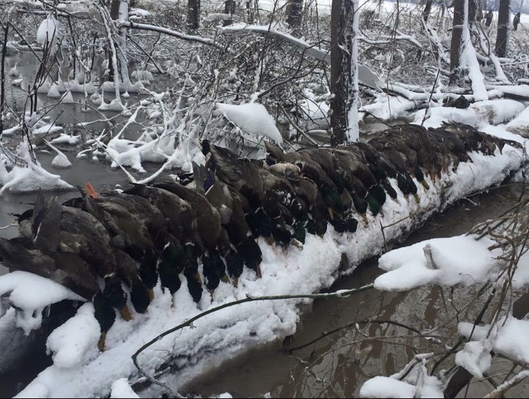 Missouri Duck Hunting Guided Hunts Pure Hen Southern Duck Lodge