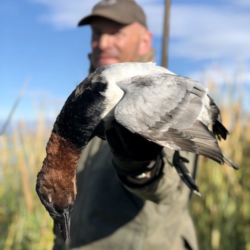 Canvasback Species Info & Hunting Ramsey Russell's