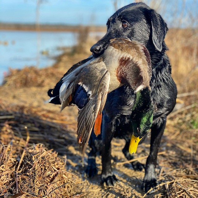 Arkansas Duck Hunting Arkansas Waterfowl Guide Commanders Corner