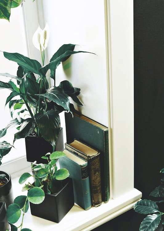 The Best Plants for Your Airbnb or Vacation Rental in 2024 Floorspace