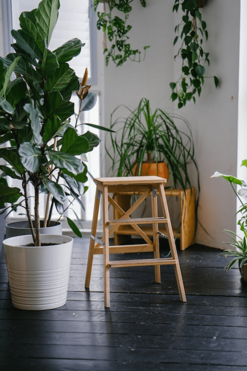 The Best Plants for Your Airbnb or Vacation Rental in 2024 Floorspace