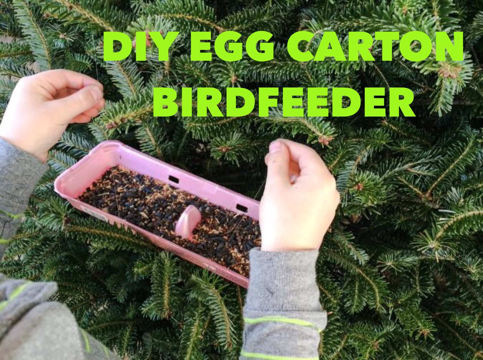 Upcycled Egg Carton Bird Feeder An EcoFriendly DIY Project For Kids