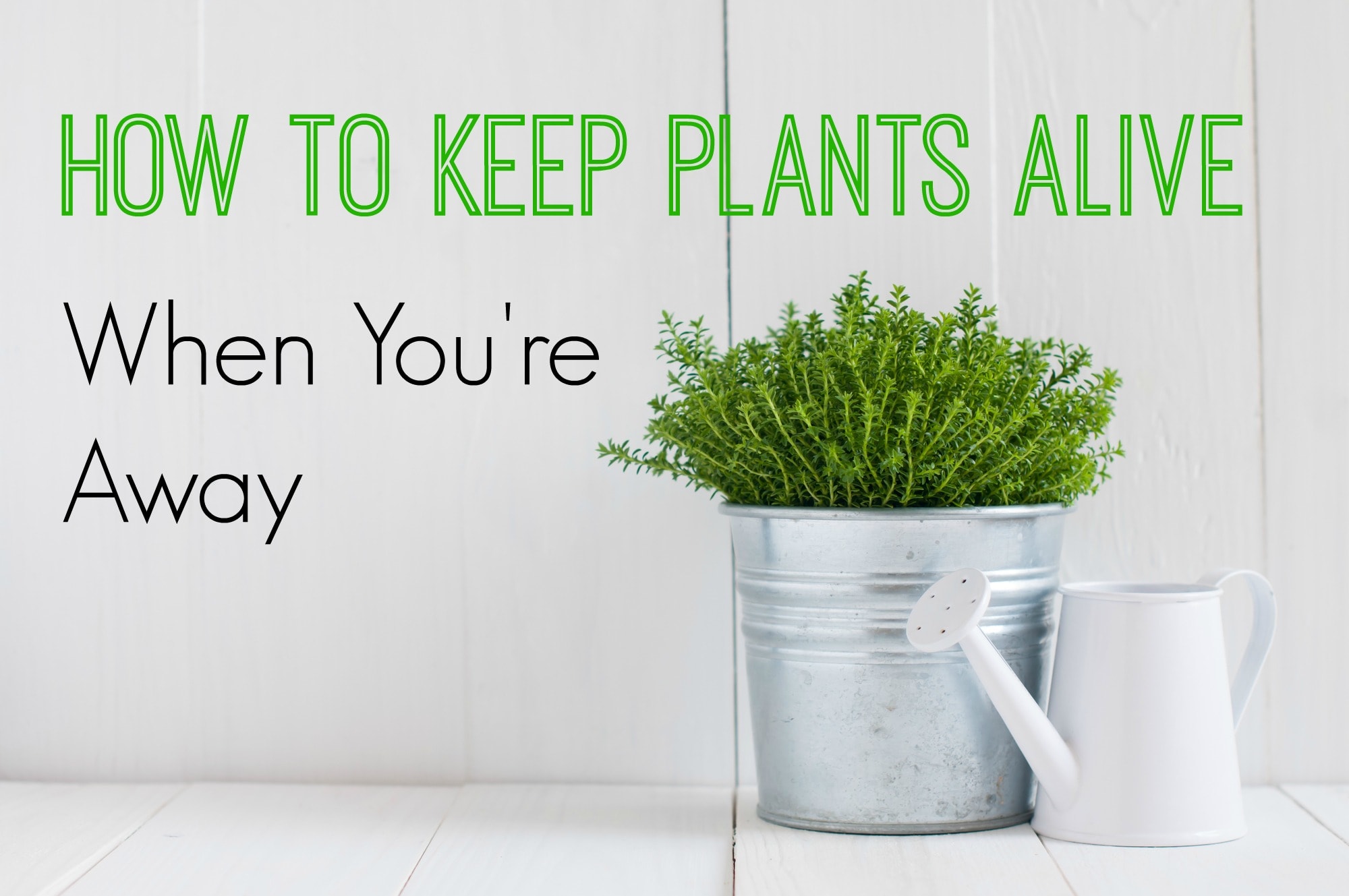How To Keep Plants Alive While Away