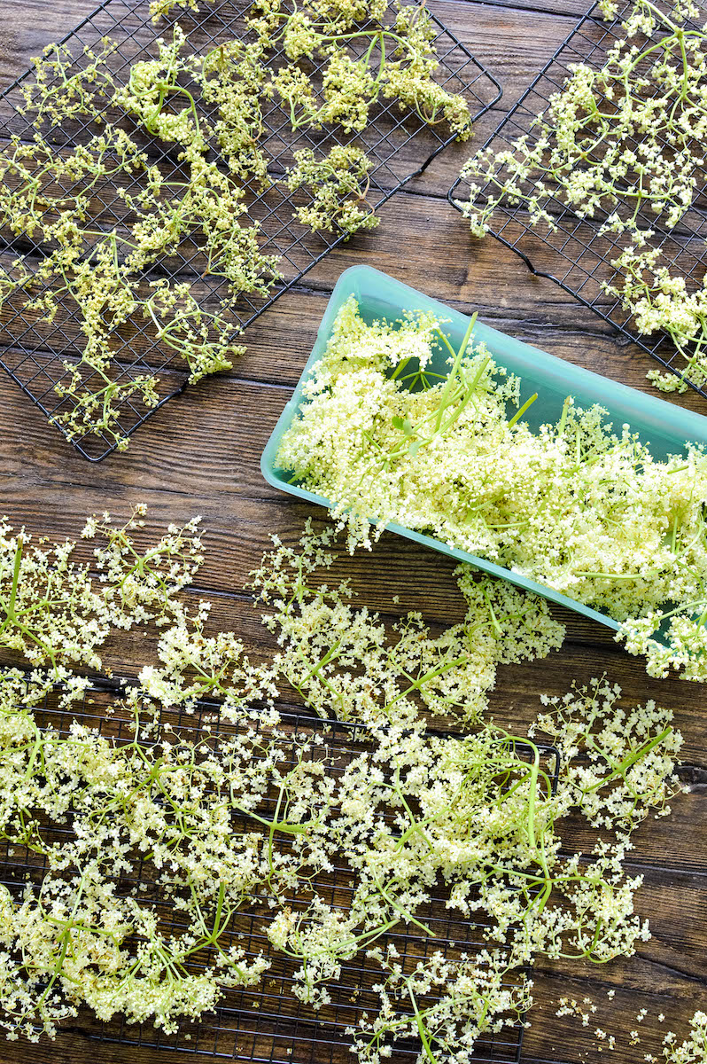 Elderflower Foraging And Drying + Honey Recipe Get Green Be Well