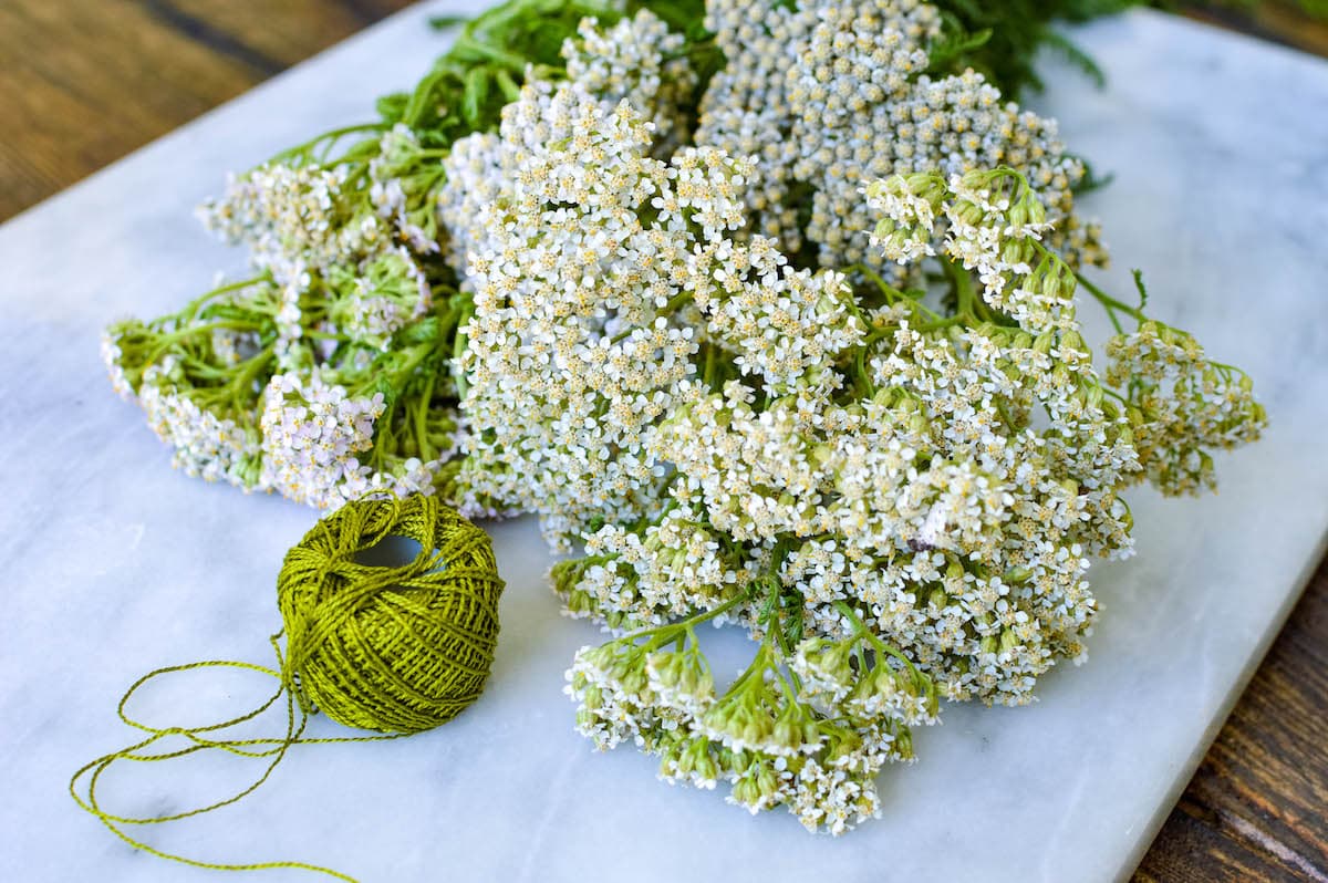 How to Forage, Harvest And Dry Yarrow Get Green Be Well