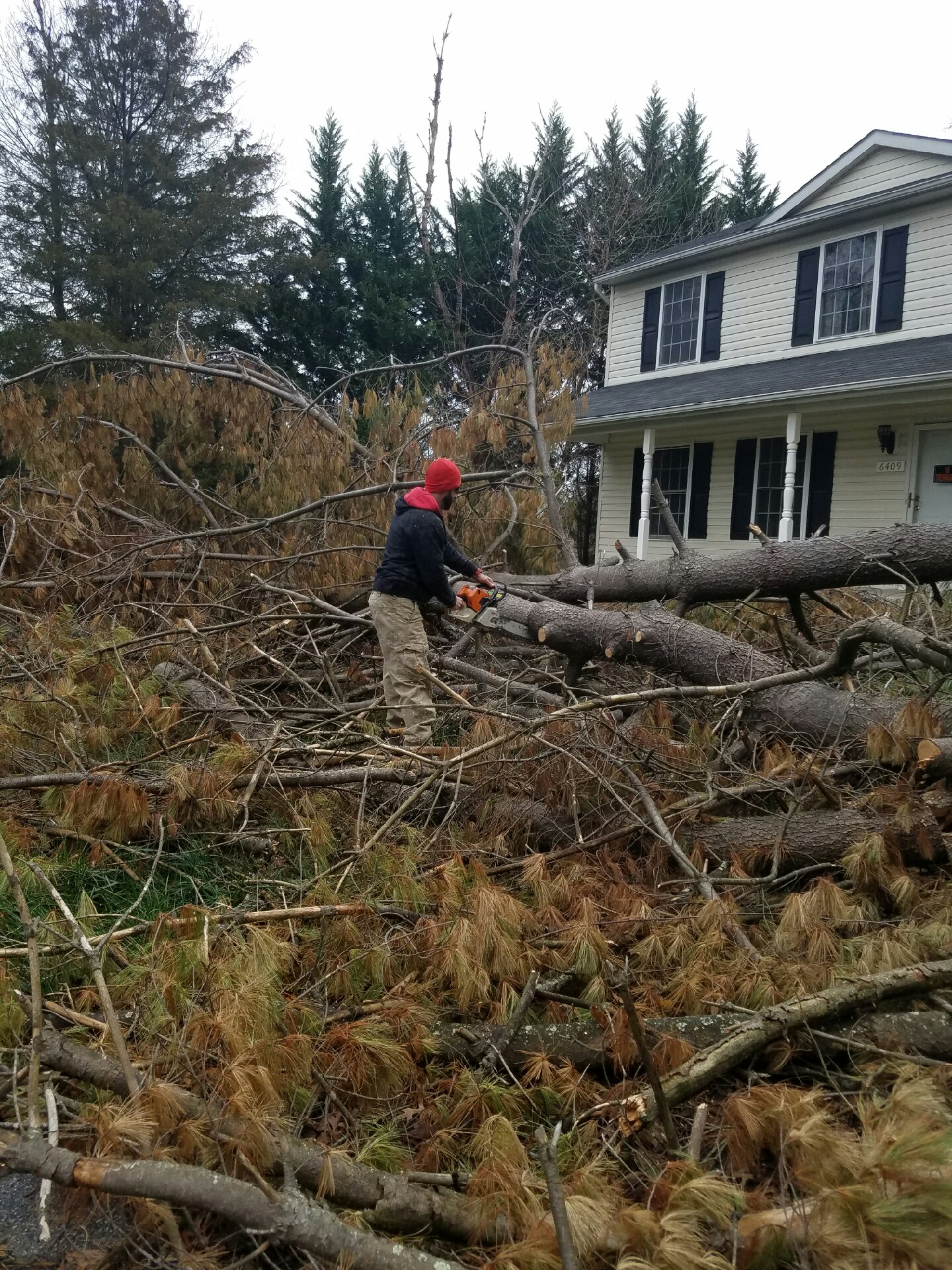 Dunn Rite Tree Experts