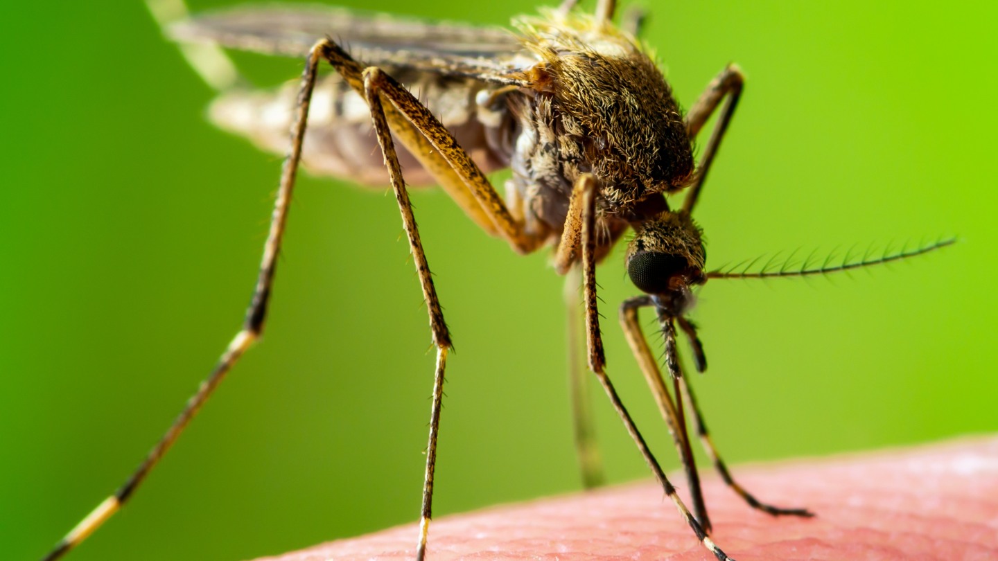 Emmett, Idaho Mosquito Control Company Get Lost Pest Control