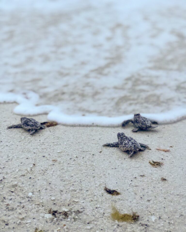 Guide to Sea Turtle Season in Navarre Beach Navarre