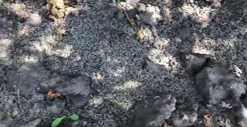 What is the best bait to trap an armadillo?