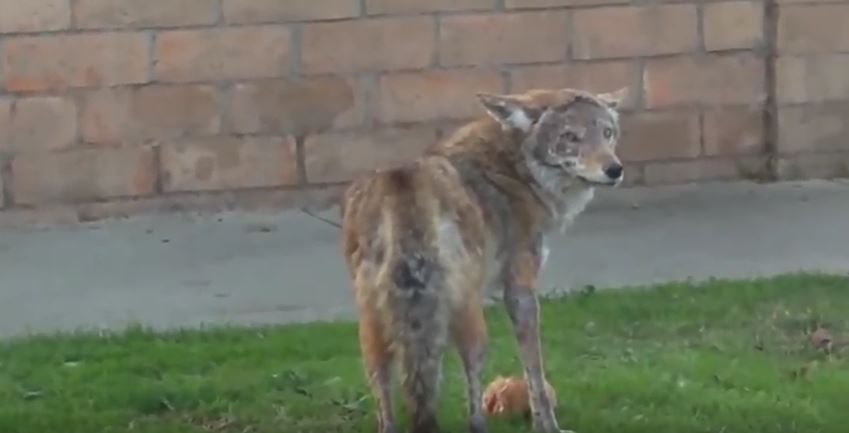 How to keep coyotes away from your property