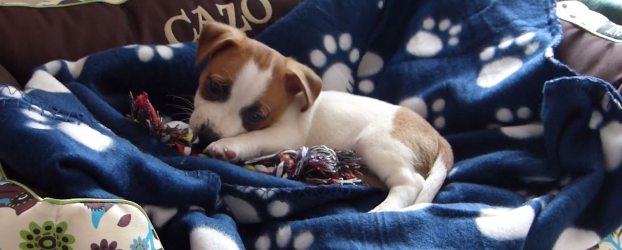 Do dogs keep rats and mice away?