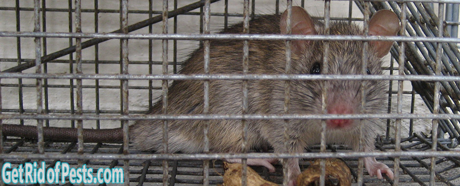 Do mothballs or ammonia help repel rats?