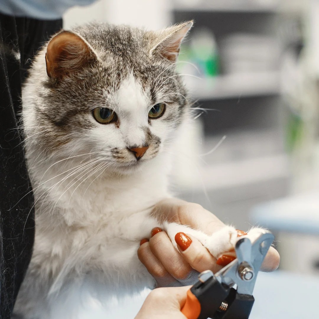 Clipping Your Cat's Nails Get Set Pet