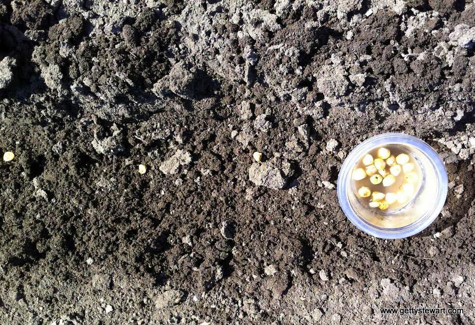 How to Plant Corn in the Garden