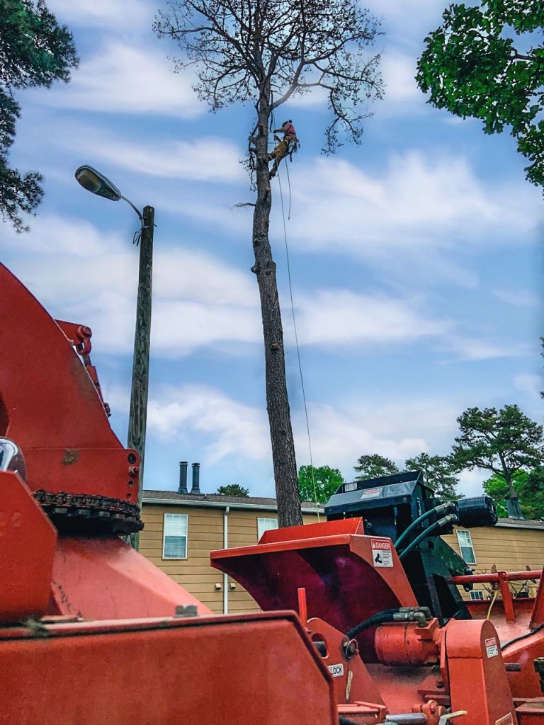 How Much Does Tree Removal Cost? Urban Tree Service Chattanooga