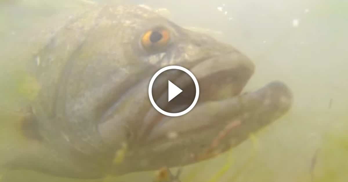 Largemouth Bass Eating Ducklings