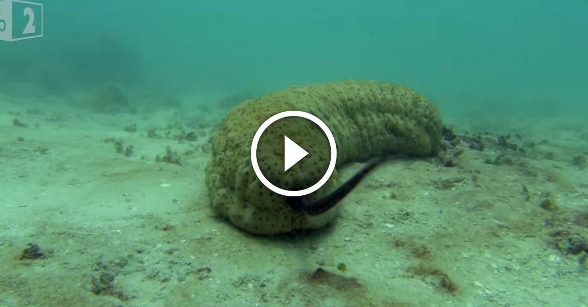 Eellike pearlfish uses a lumbering sea cucumber to hide in grossest