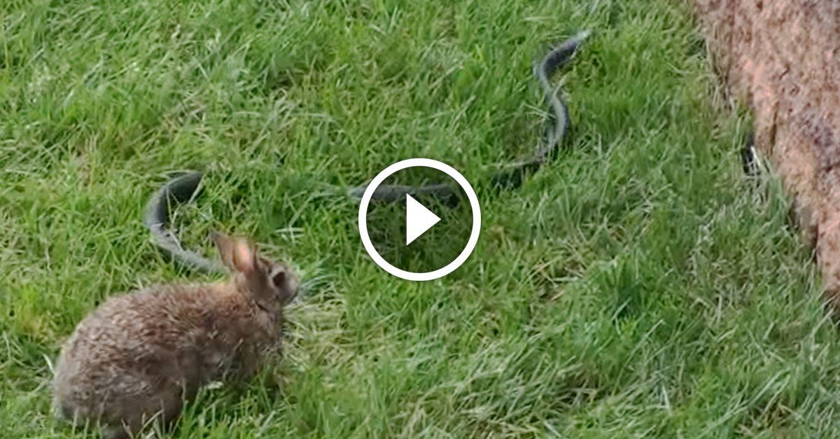 When a snake comes for her babies, this bunny rabbit does the