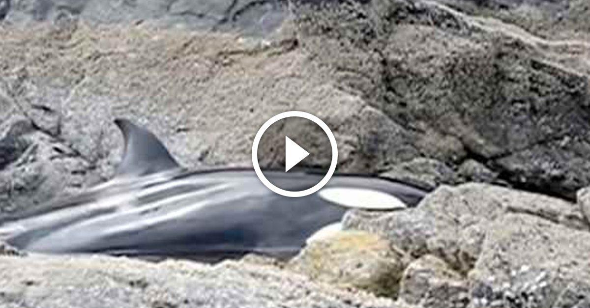 He thought it was the sound of a crying whale. Wait until