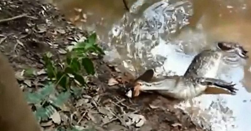 Nobody wins when a crocodile tries to eat an electric eel GetZone