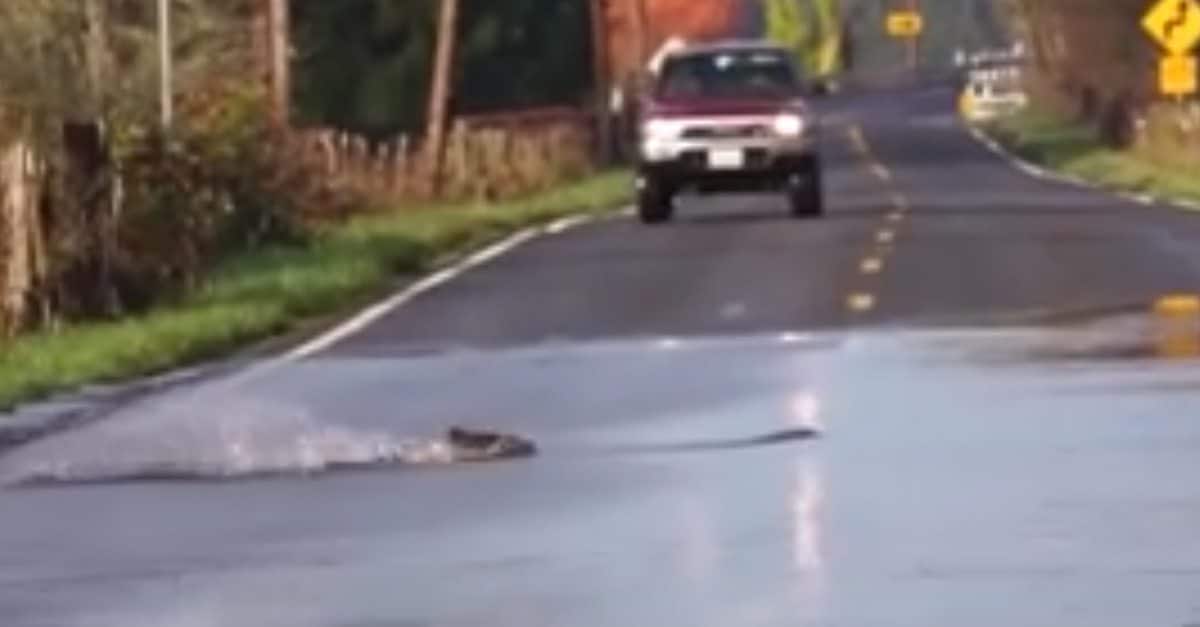 Spawning salmon swim through the runoff to cross two lane road GetZone