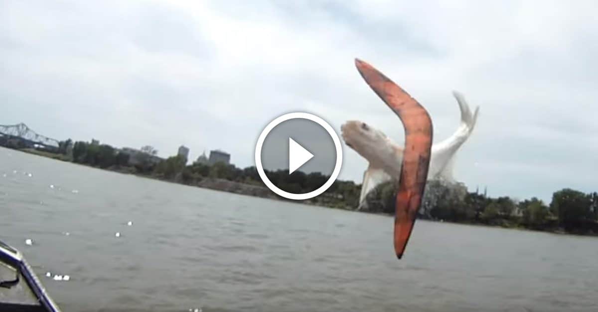 Insane fisherman uses BOOMERANG to cull invasive Asian Carp GetZone