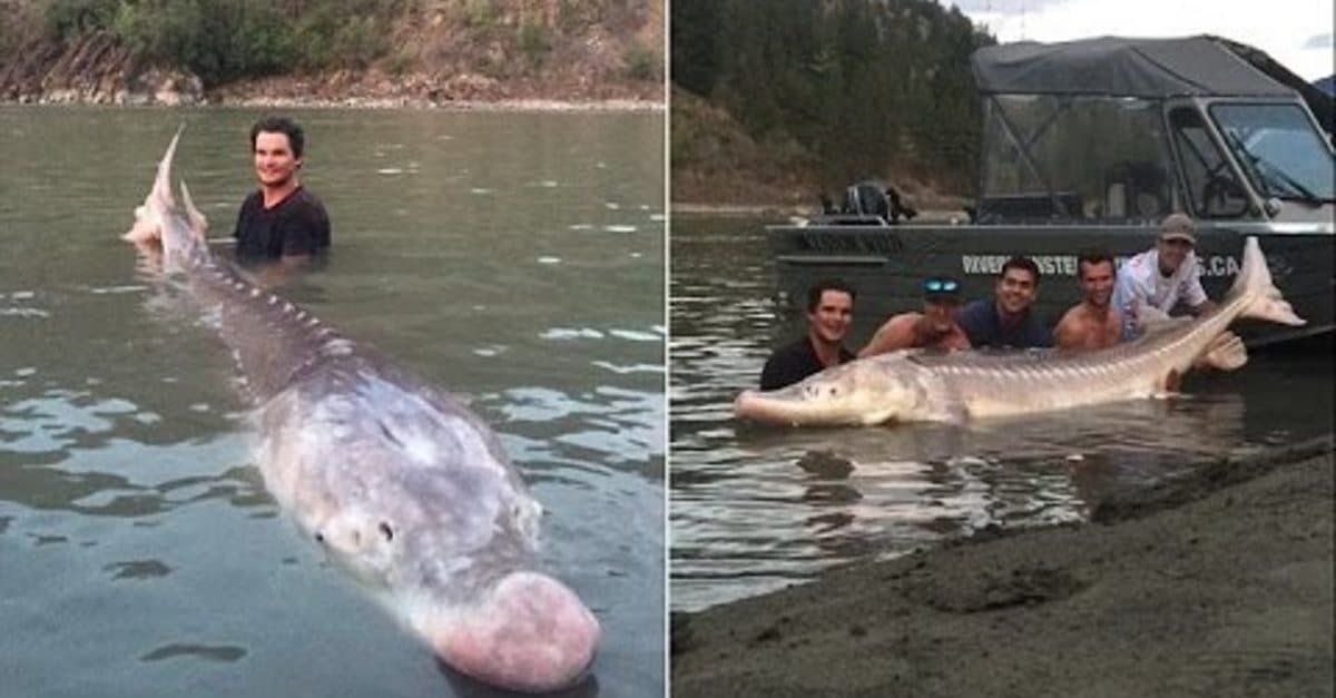 Fishermen film themselves landing the legendary "Pig Nose" river