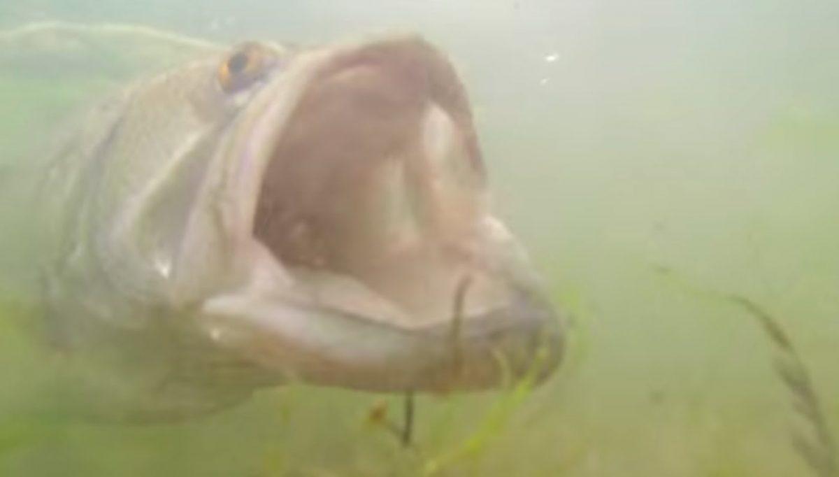 Largemouth Bass Feeding