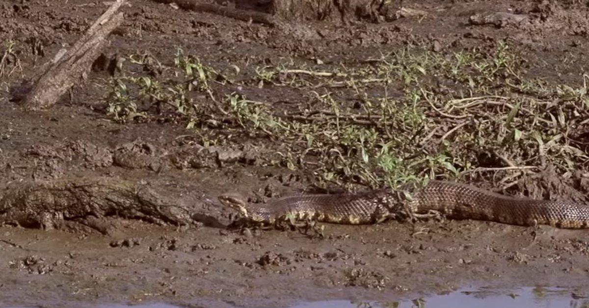 Duck hunters discover what could possibly be world's largest Cottonmouth