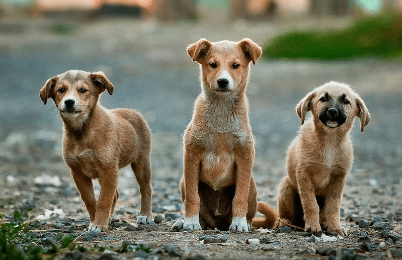 Waarschuwing voor dodelijke bacteriën bij honden die overdraagbaar zijn