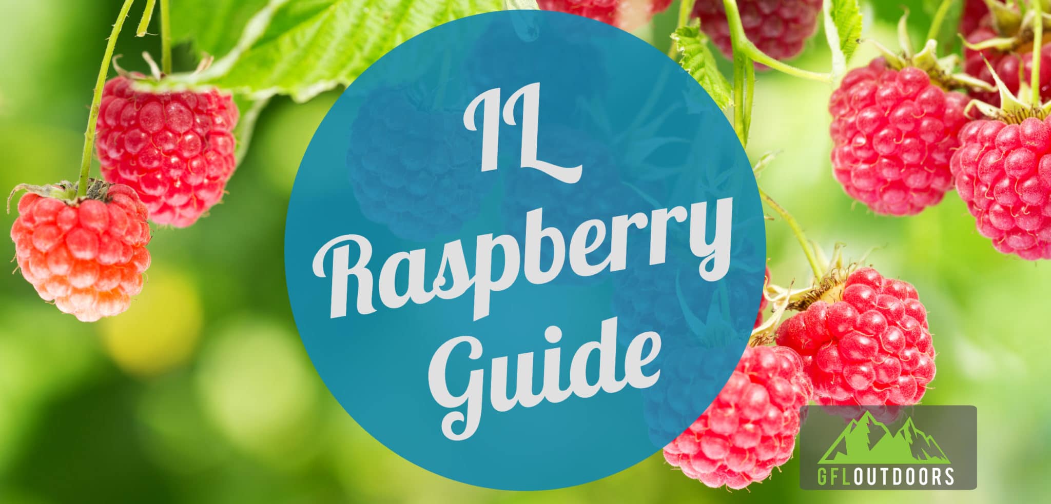When to Plant Raspberries in Illinois GFL Outdoors