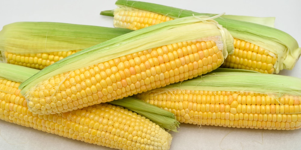 When to Plant Corn in for the Best Yield GFL Outdoors