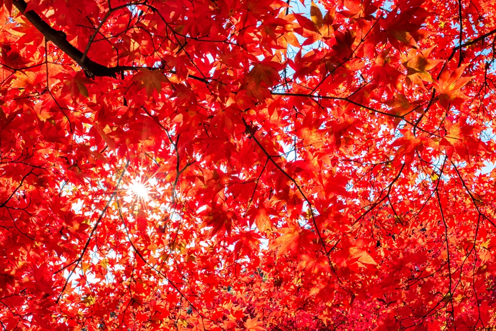 Red Sunset Maple Tree Pros and Cons GFL Outdoors