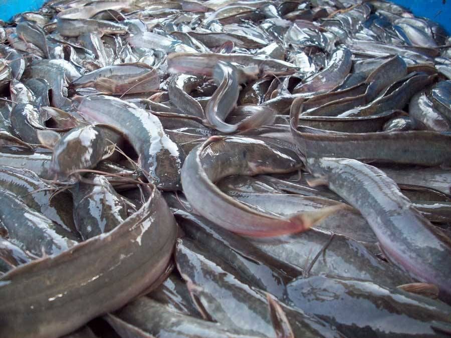Catfish production in Eastern Region sees significant boost Ghana