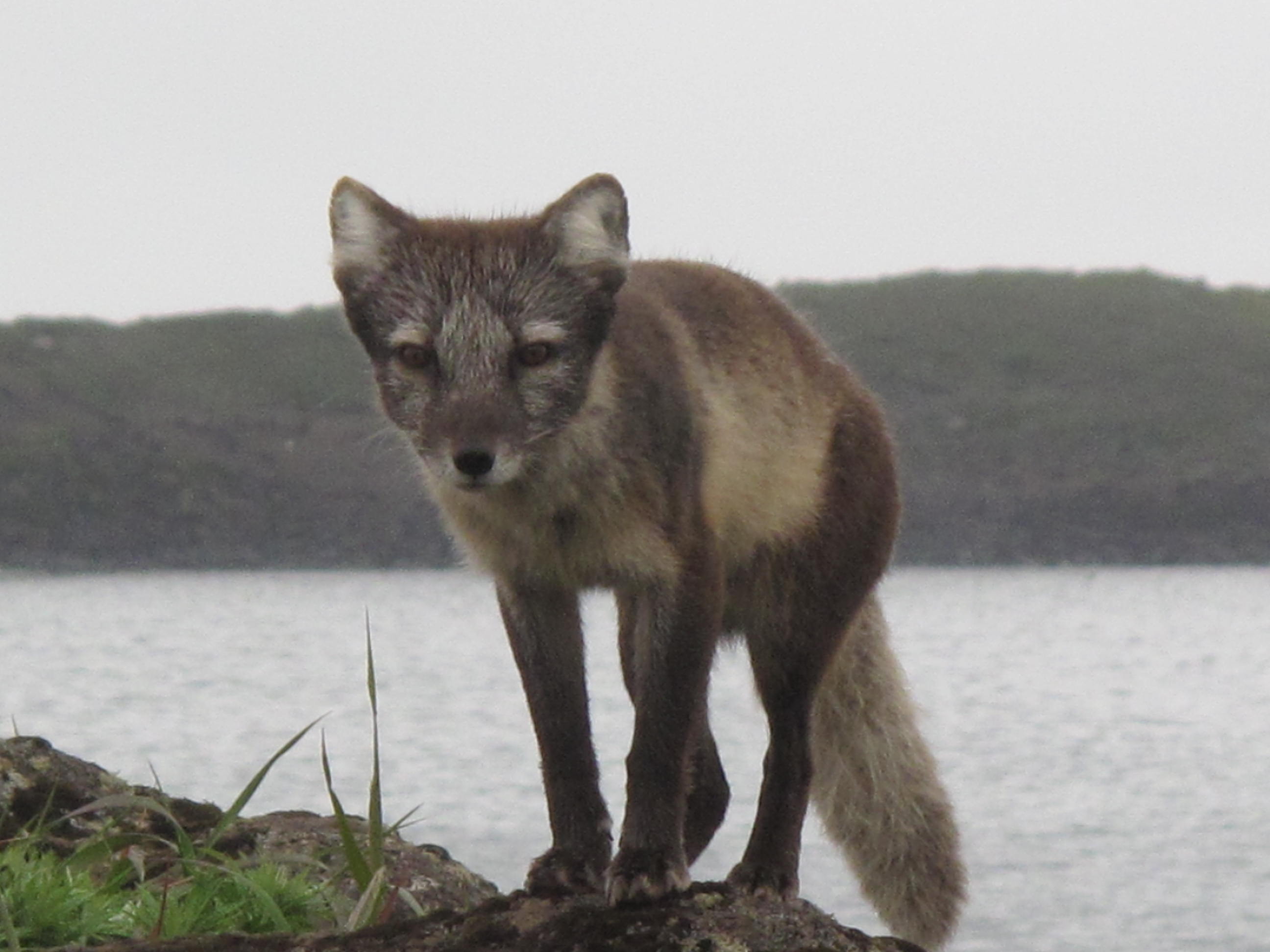 Rabies endures with help of the arctic fox Geophysical Institute