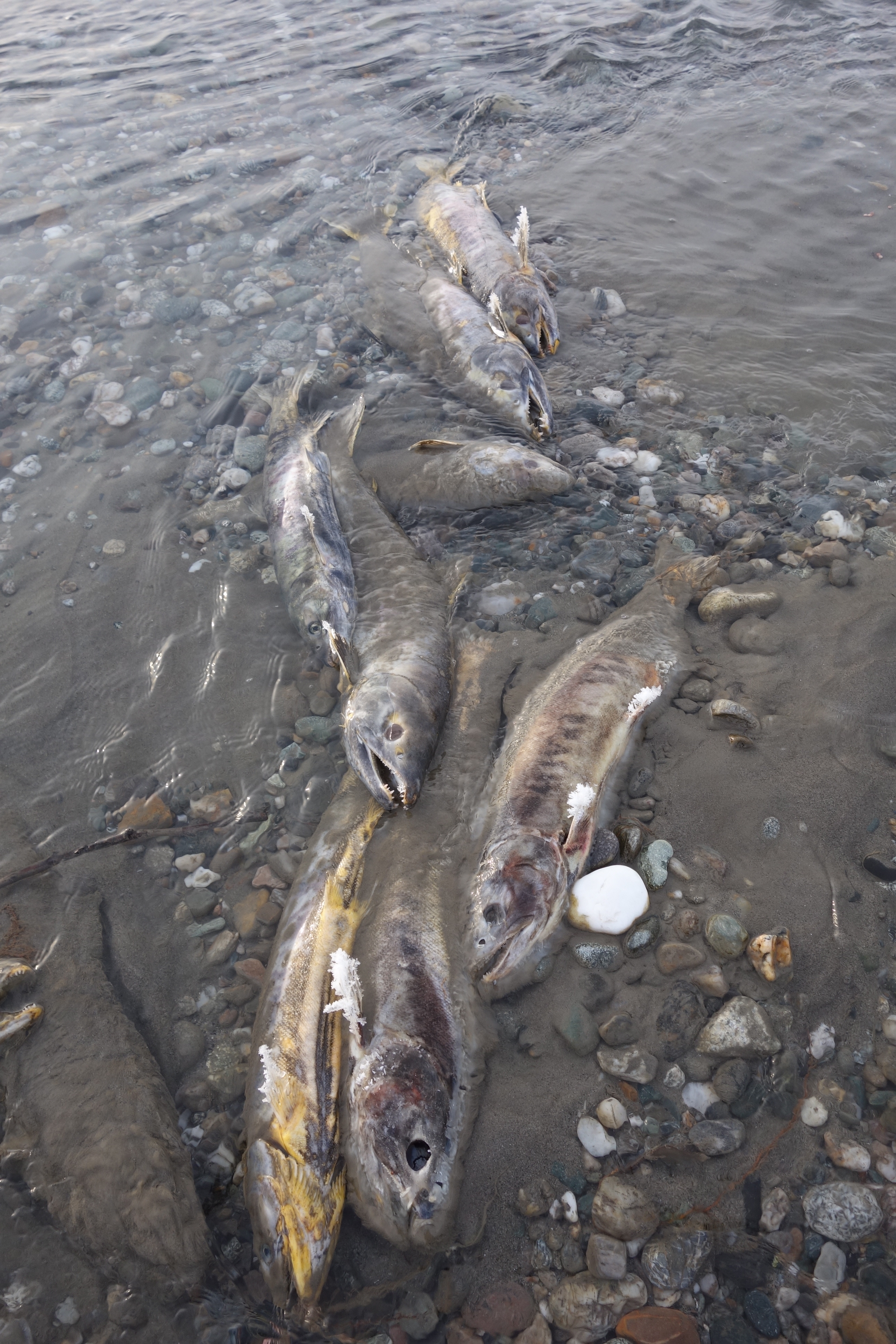 Salmon complete 1,000mile journey, and life Geophysical Institute