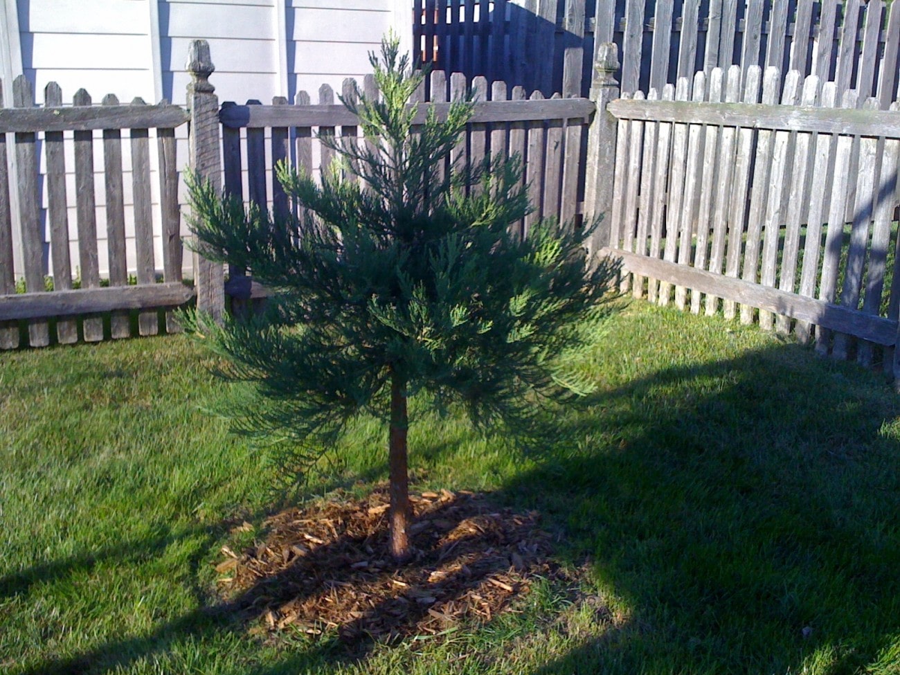 Illinois giant sequoia Giant Sequoia Nursery