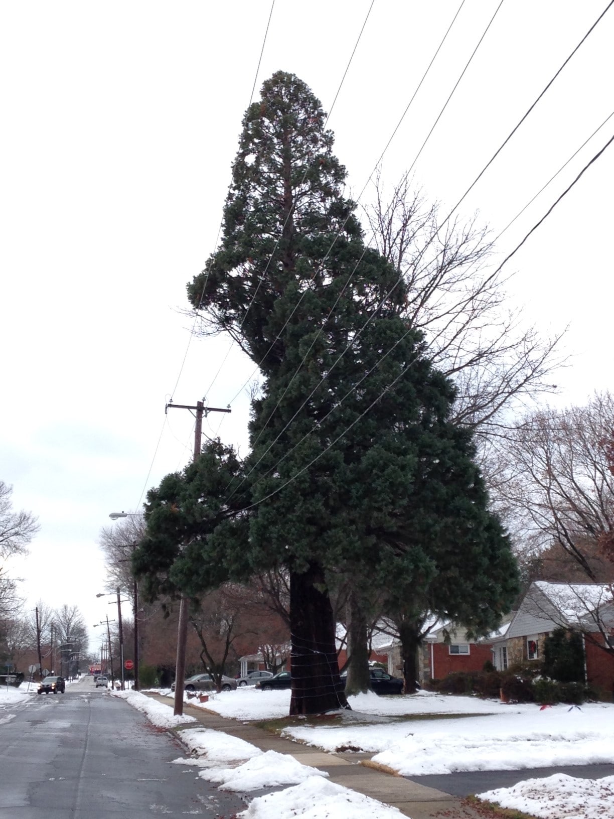 Pennsylvania giant sequoia Giant Sequoia Nursery