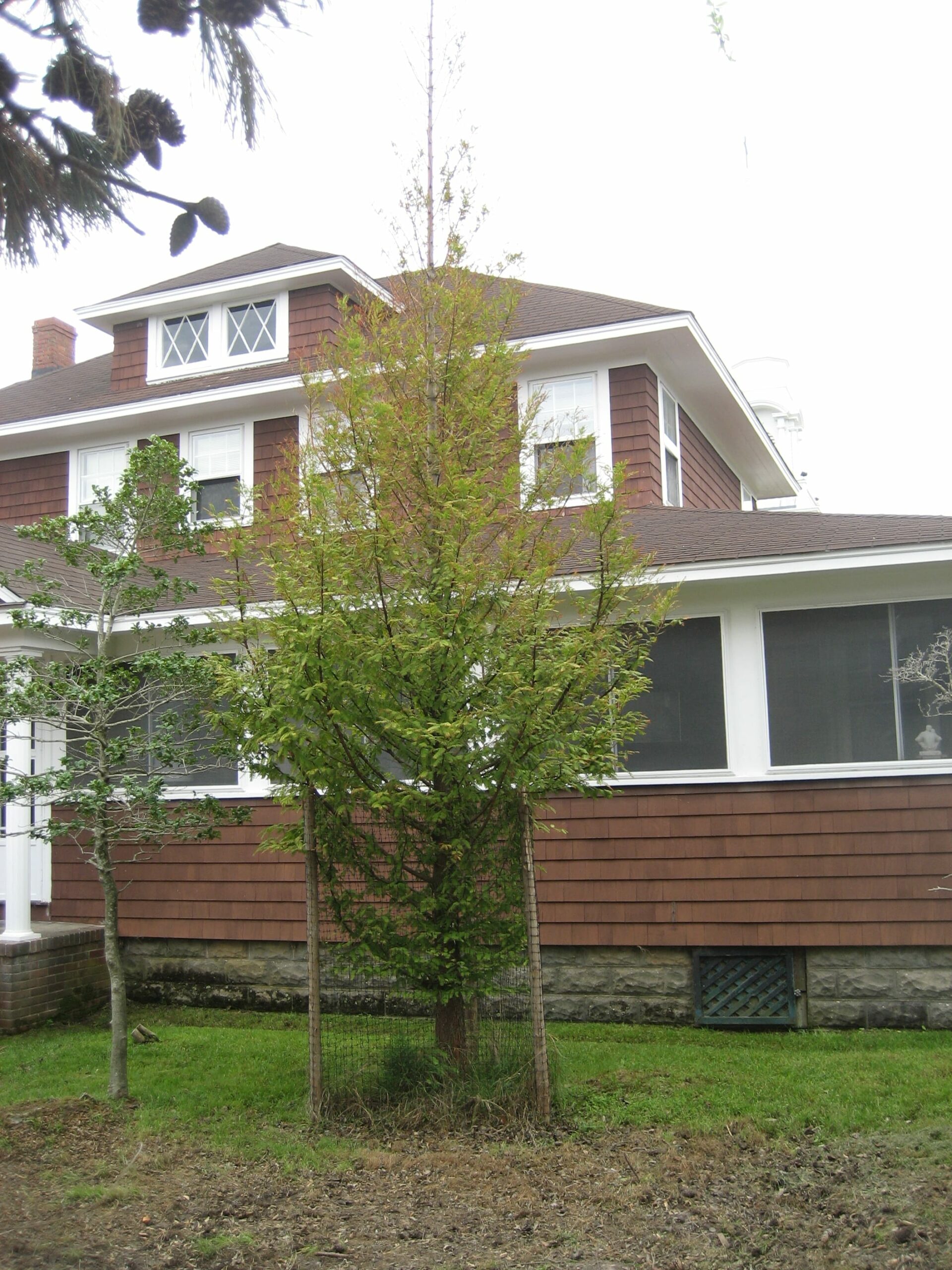 New York dawn redwood Giant Sequoia Nursery