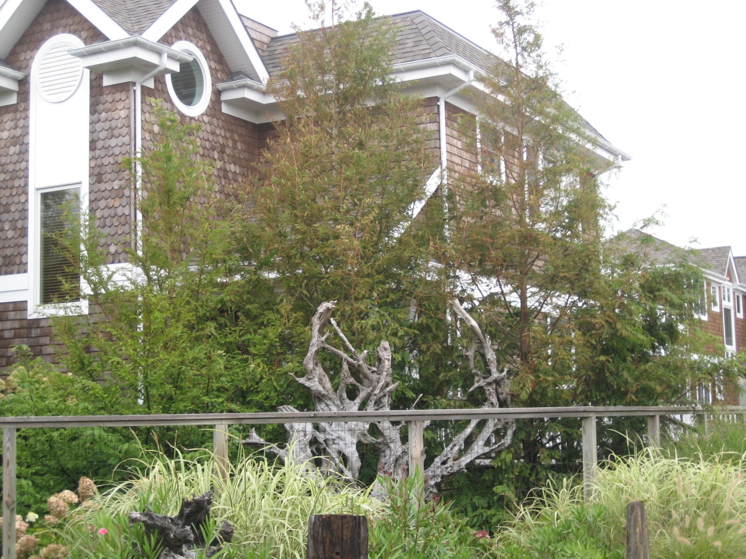 New York dawn redwood Giant Sequoia Nursery